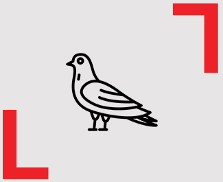 Ícone pombo - Líder Dedetizadora