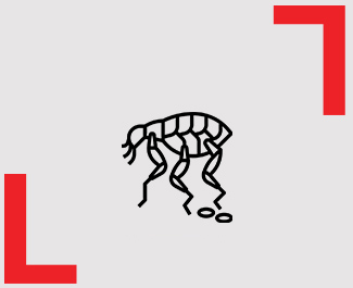 Ícone pulga