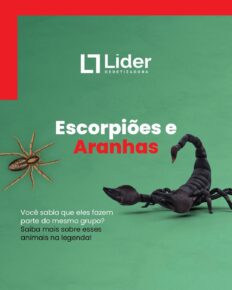 Escorpiões e Aranhas: Você sabia que eles fazem parte do mesmo grupo? Saiba mais sobre esses animais na legenda! Leia a notícia Líder Dedetizadora!