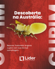 Descoberta na Austrália: Besouro "ilusionista" engana cupins com sua incrível camuflagem - Líder Dedetizadora