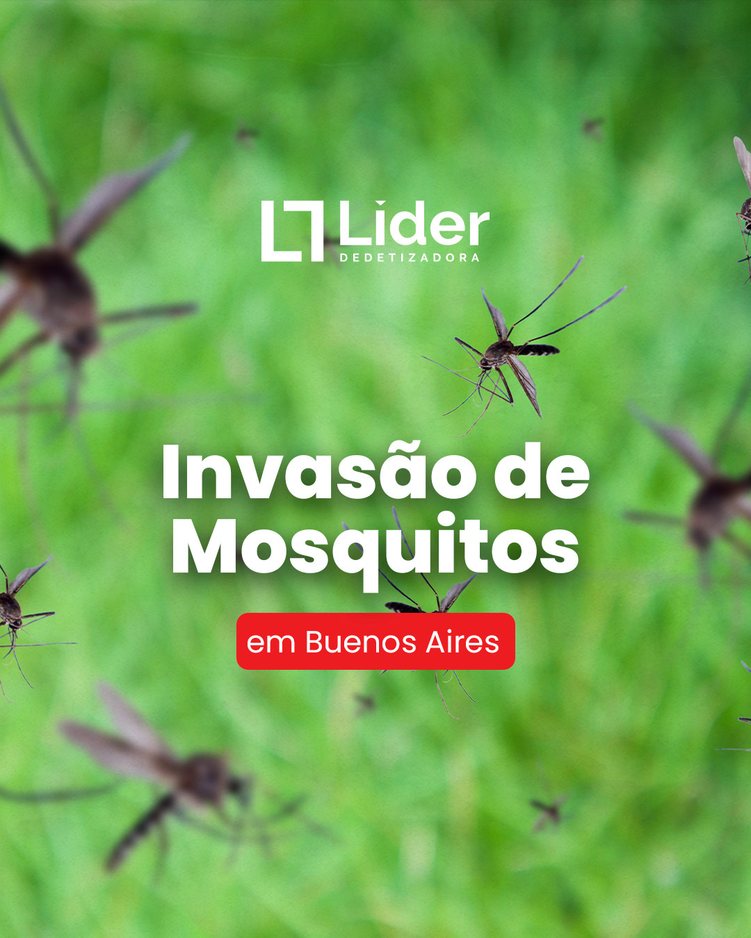 Buenos Aires enfrenta uma infestação massiva de mosquitos! - Líder Dedetizadora