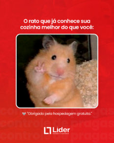 Viu um rato em casa? O problema pode ser maior do que parece